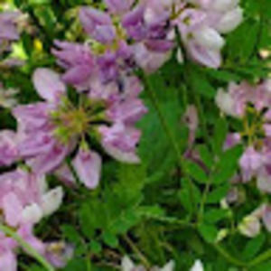 Meet your Posher, Daisy